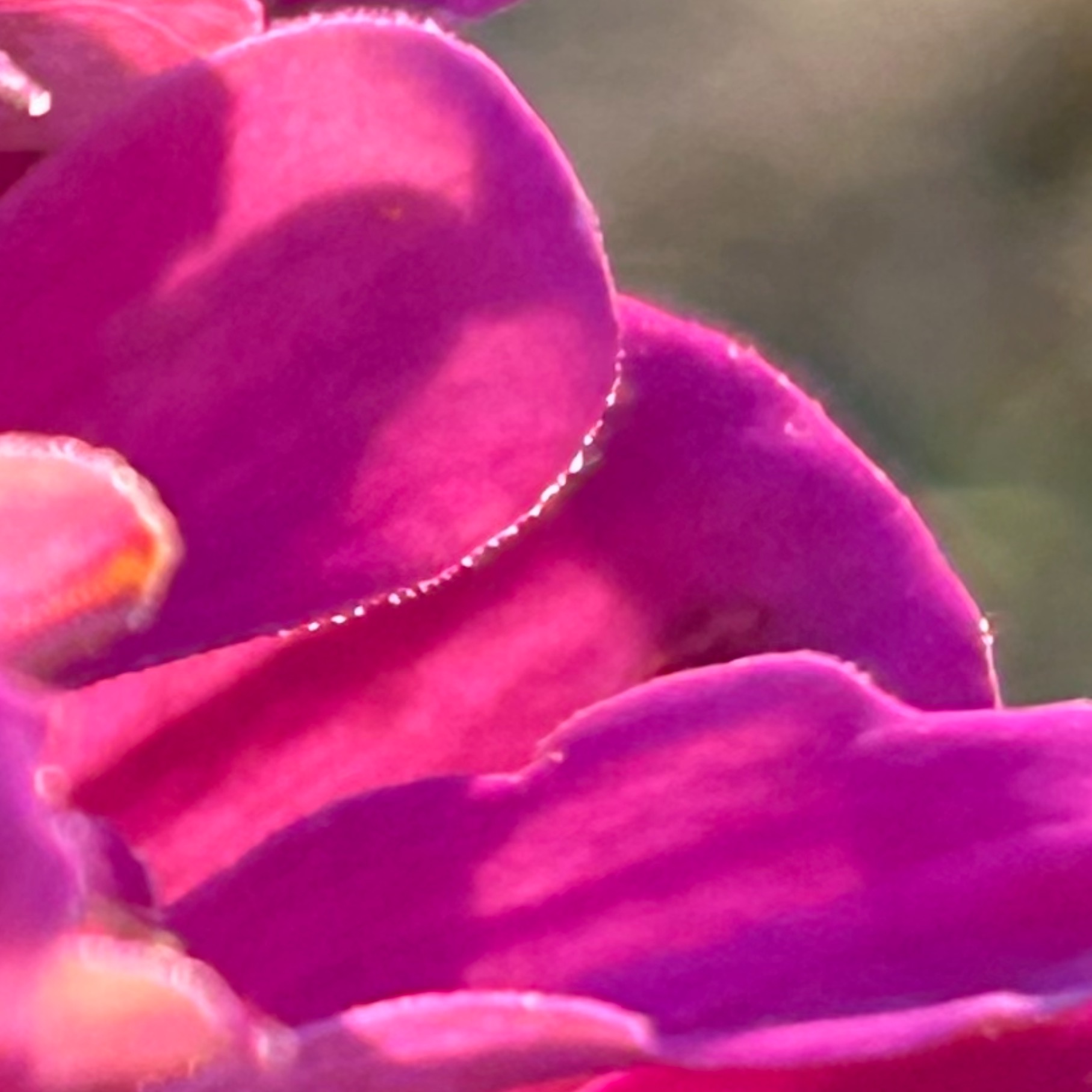 Zinnia_Close closeup of the magenta zinnia