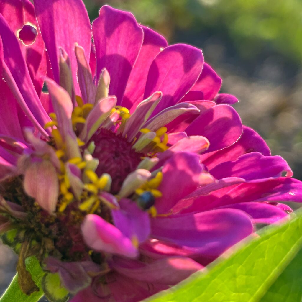 A magenta zinnia