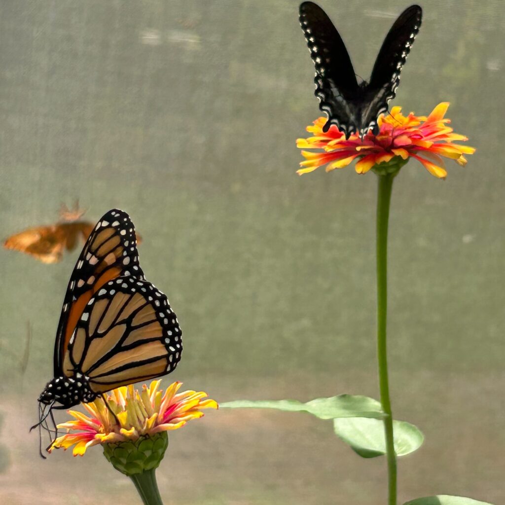 Two butterflies on two flowers