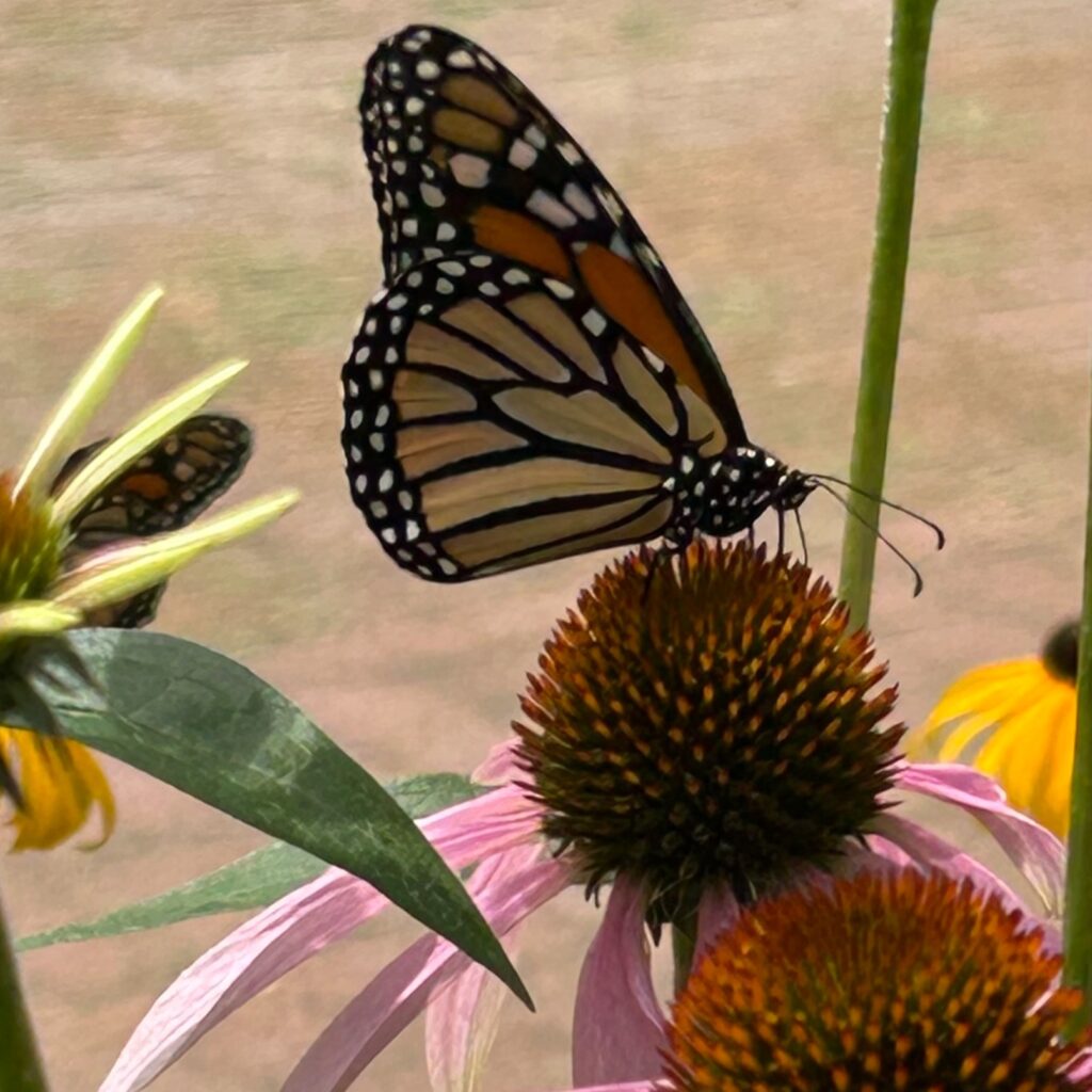 Butterfly on Coneflower