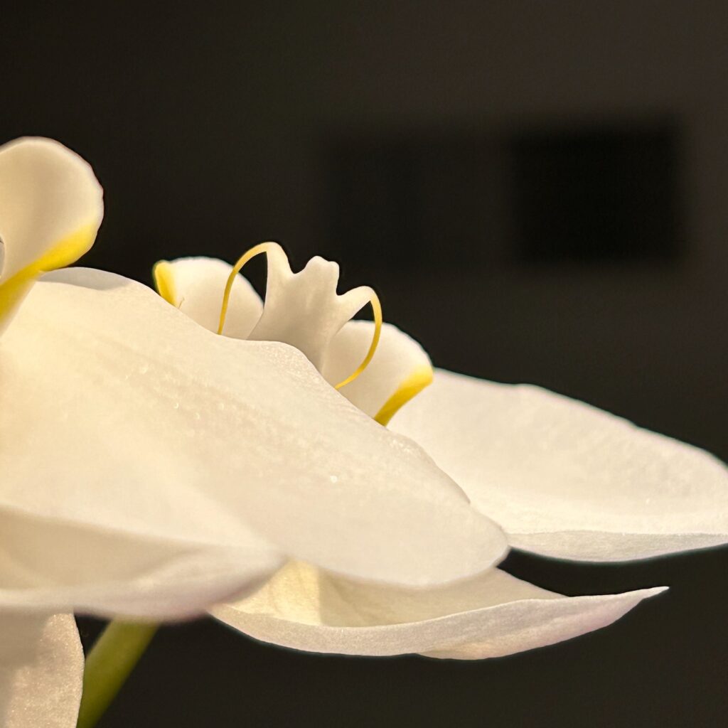 white orchid on black background