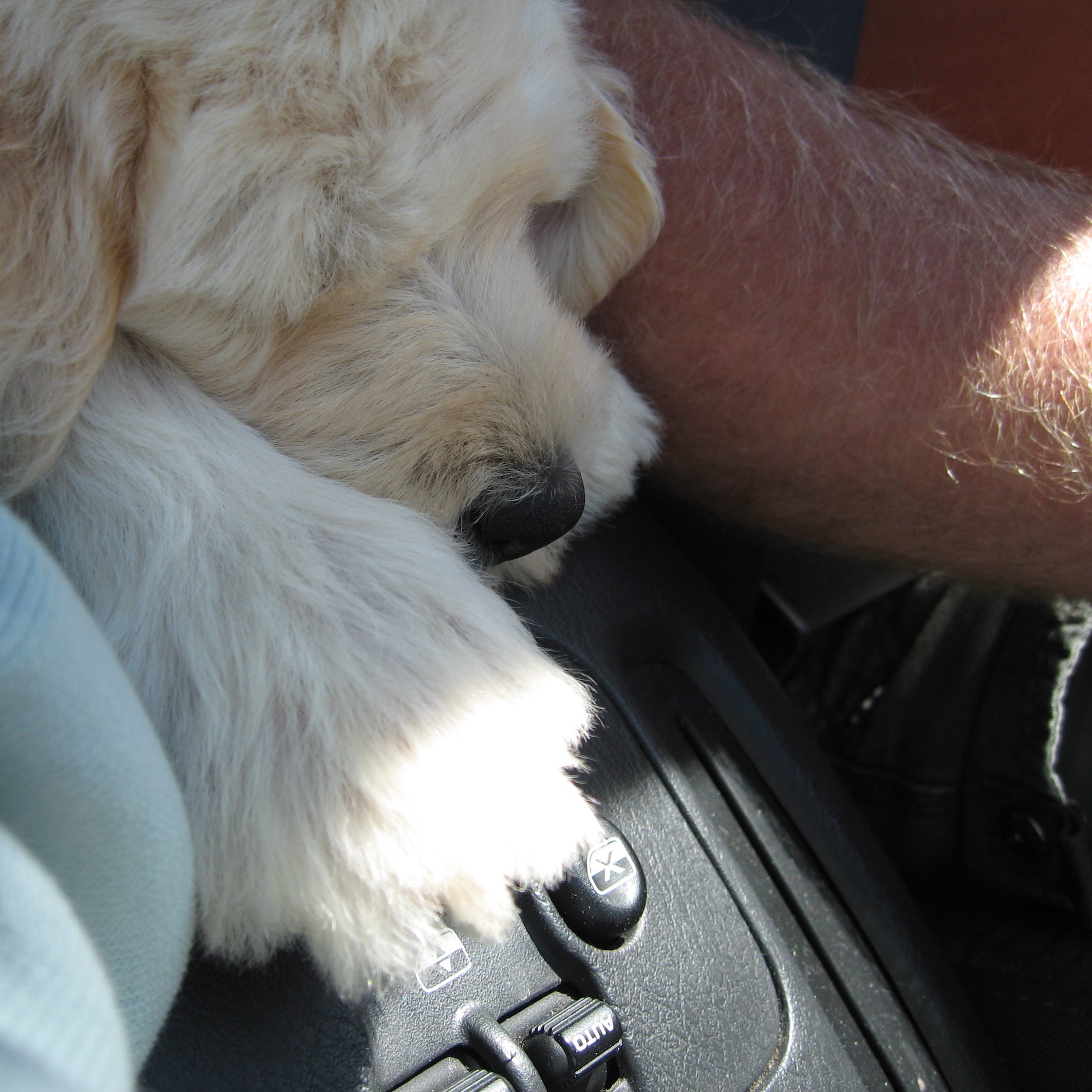 PuppyNemo+arms Puppy Nemo riding home in the car for the first time