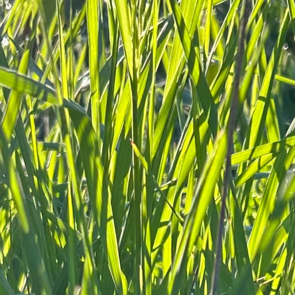 Blades of grass backlit by morning light
