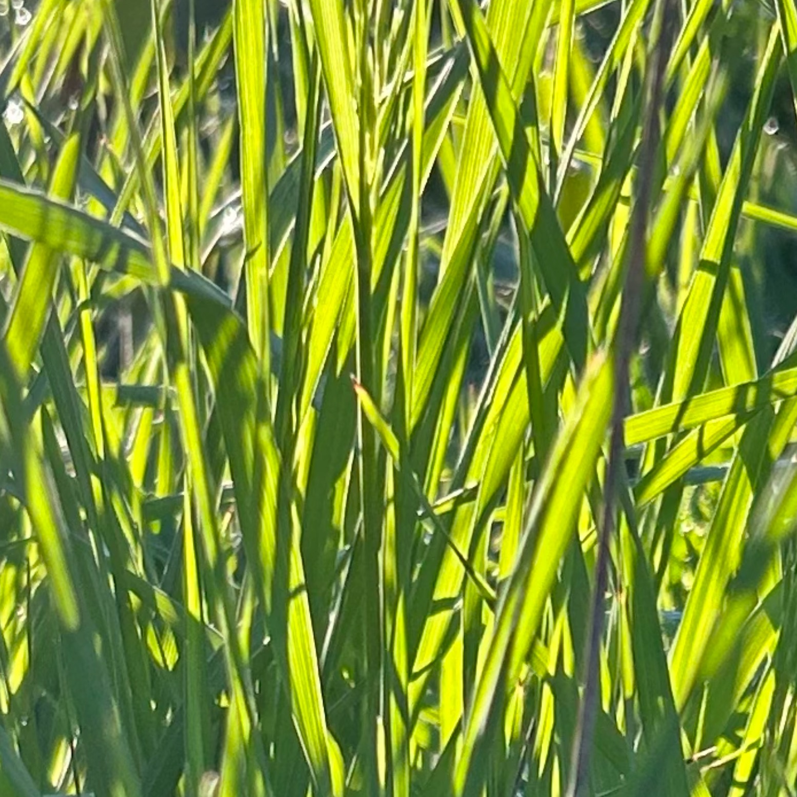 Blades of grass backlit by morning light
