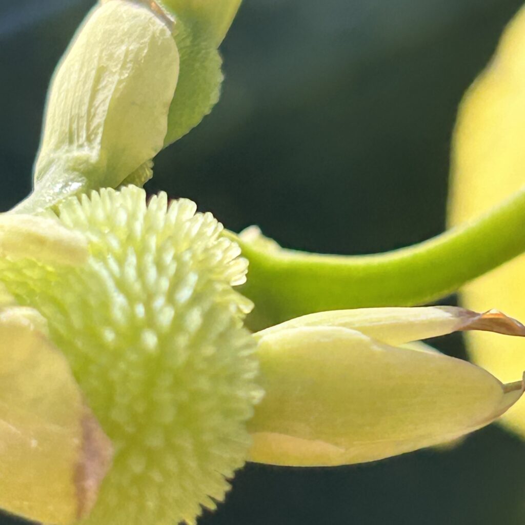 Closeup of flower parts