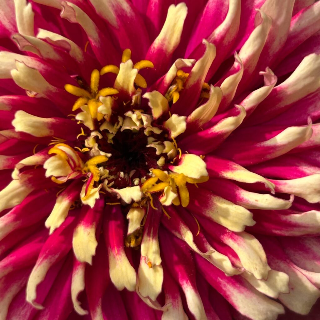 Zinnia with red and yellow petals